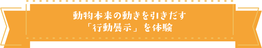 動物本来の動きを引きだす「行動展示」を体験