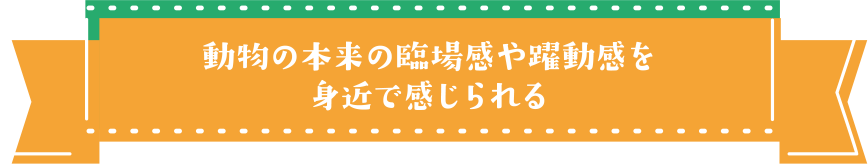 動物の本来の臨場感や躍動感を身近で感じられる