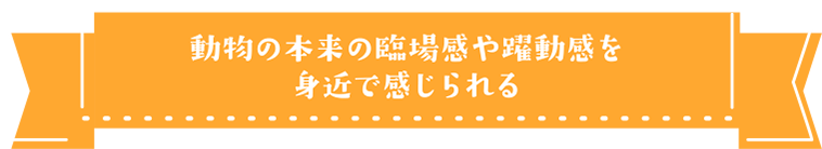 動物の本来の臨場感や躍動感を身近で感じられる