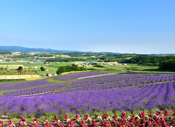 ファーム富田お花畑