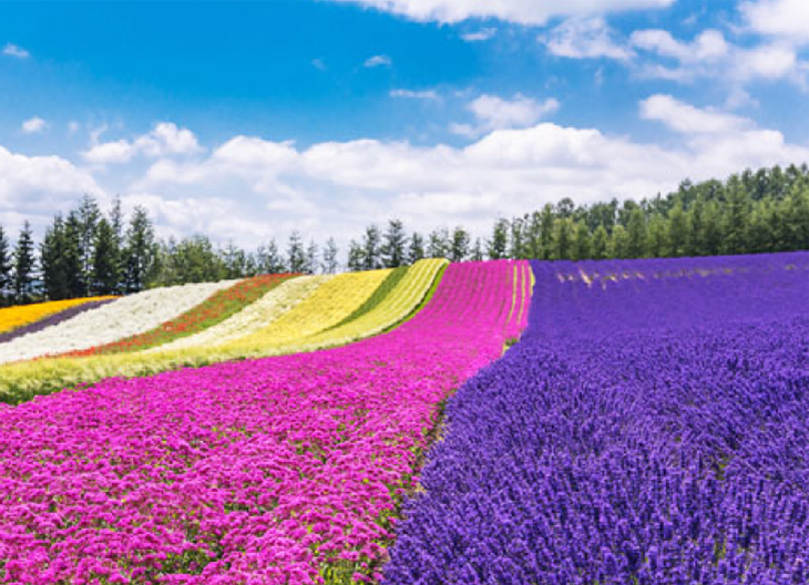 富良野・美瑛