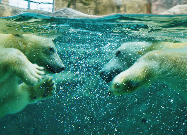 冬旭山動物園