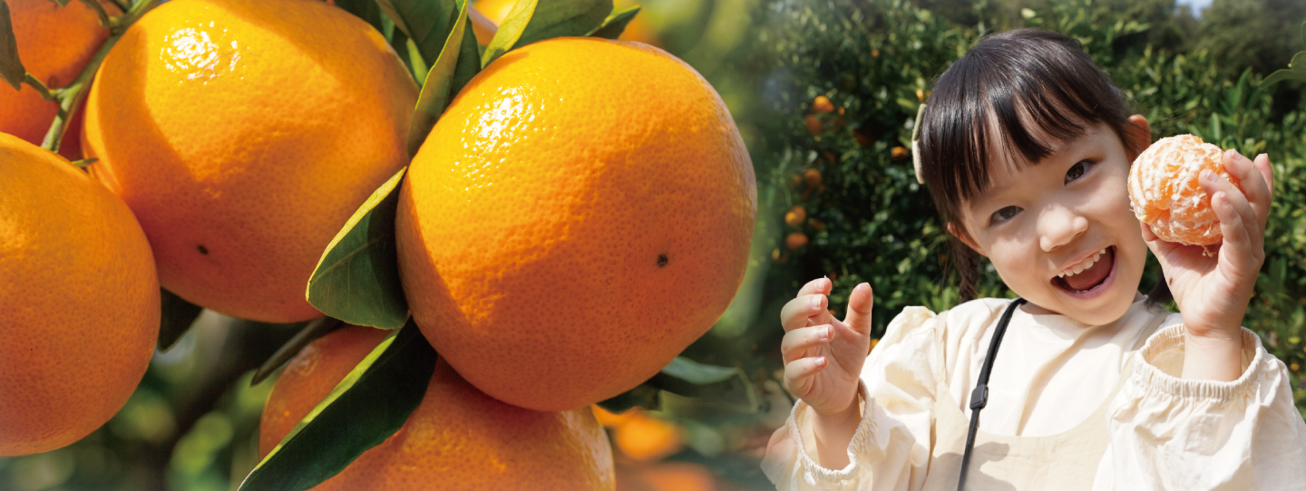 みかん狩り