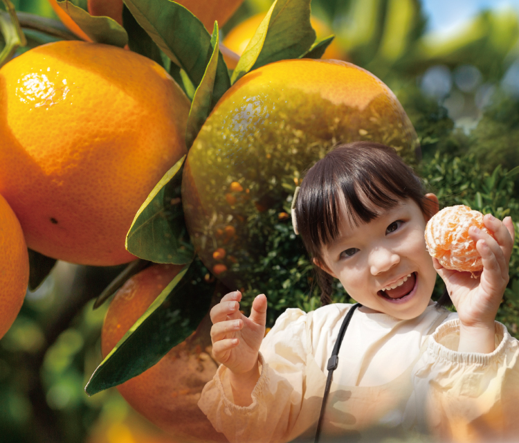 みかん狩り