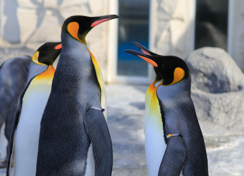 ペンギン館