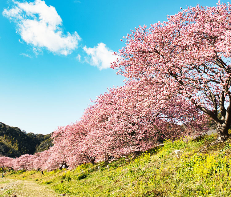 河津桜バスツアー2025｜ワンダーツアーズ