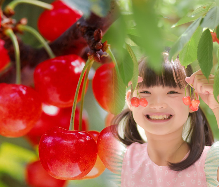 さくらんぼ狩りバスツアー2025｜ワンダーツアーズ